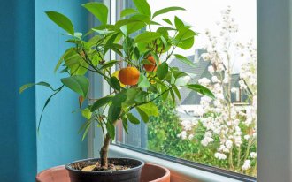 Выращивание мандарина в домашних условиях